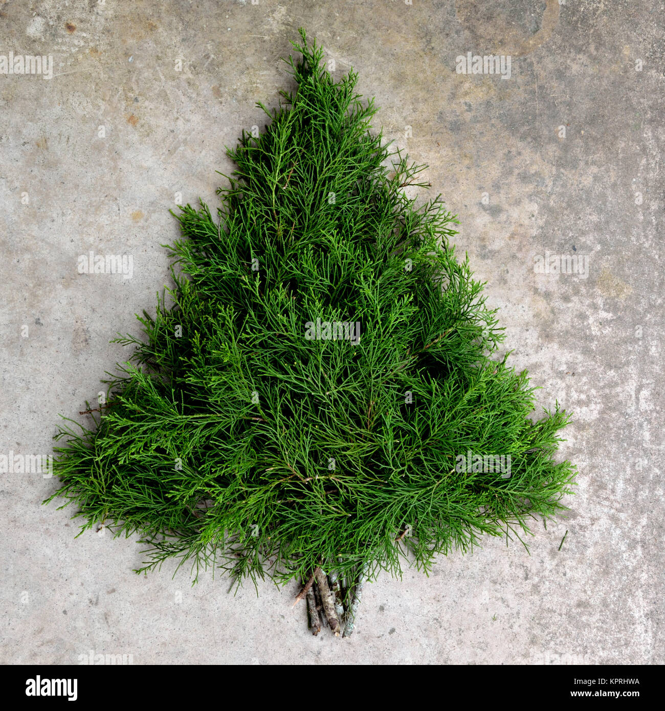 Rustic cedar Christmas tree background Stock Photo Alamy
