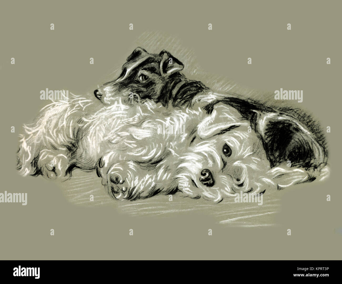 Dogs Rough & Smooth Stock Photo Alamy