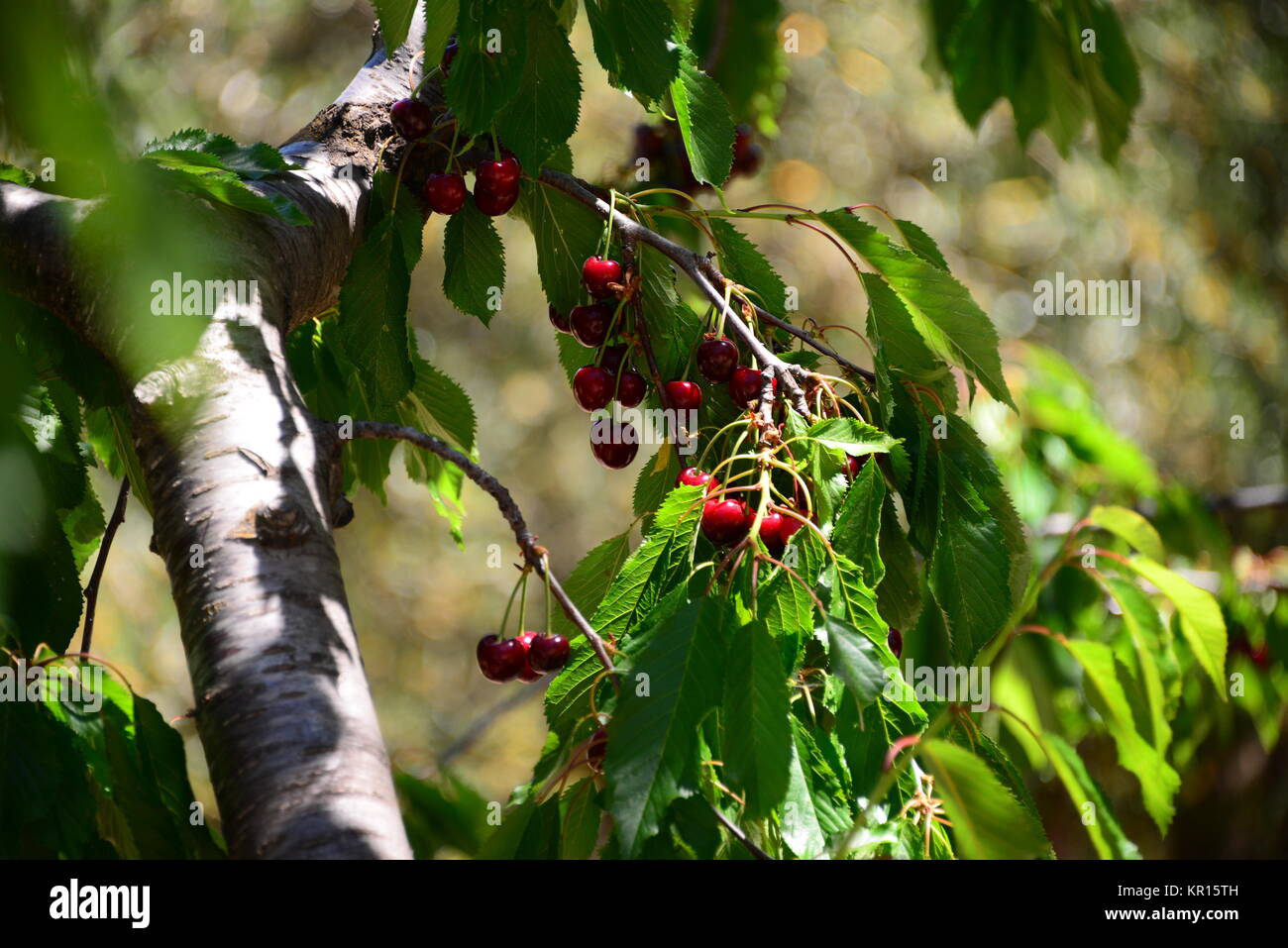 cherry in spain Stock Photo Alamy