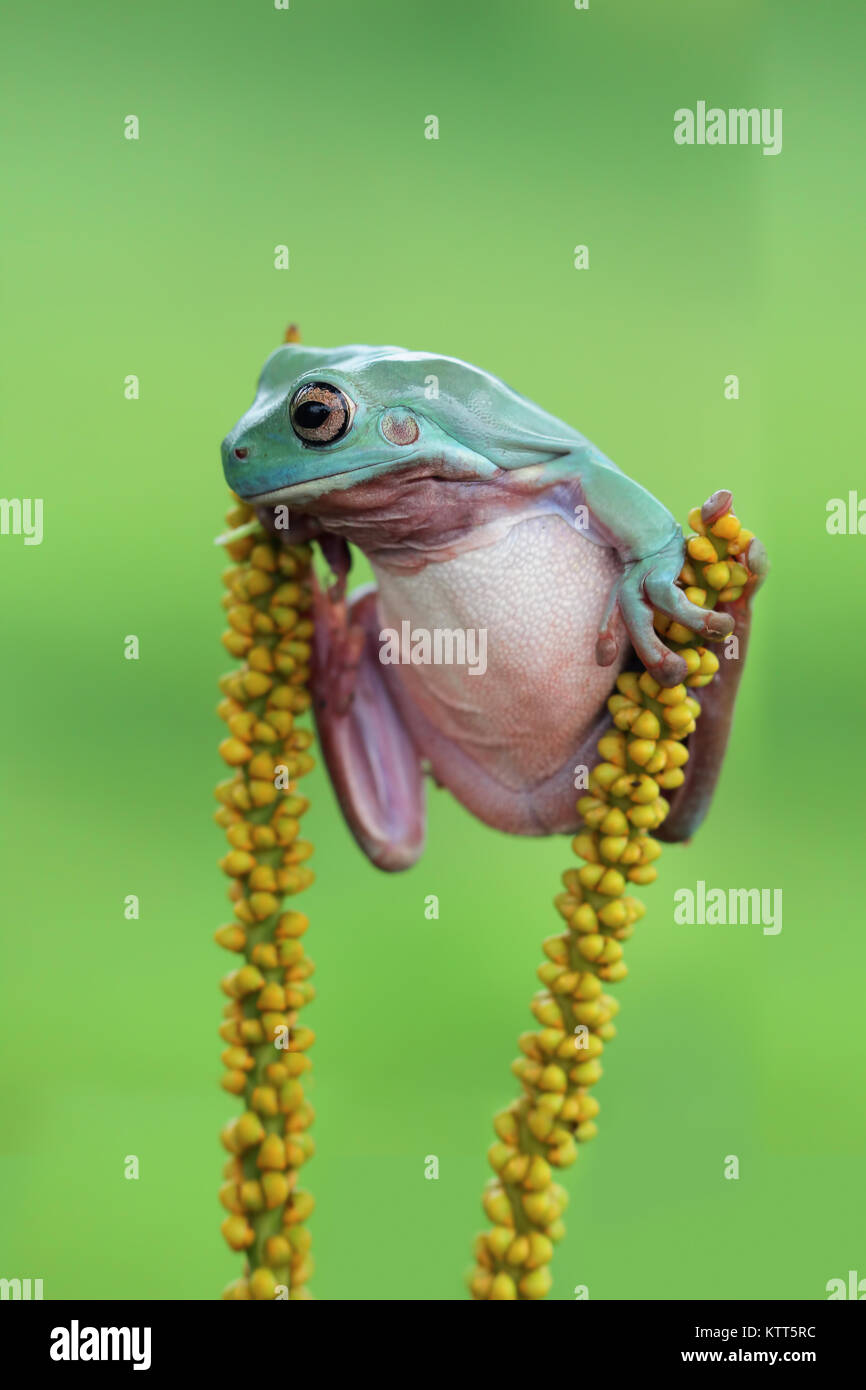 Dumpy tree frog balancing between two plants Stock Photo Alamy