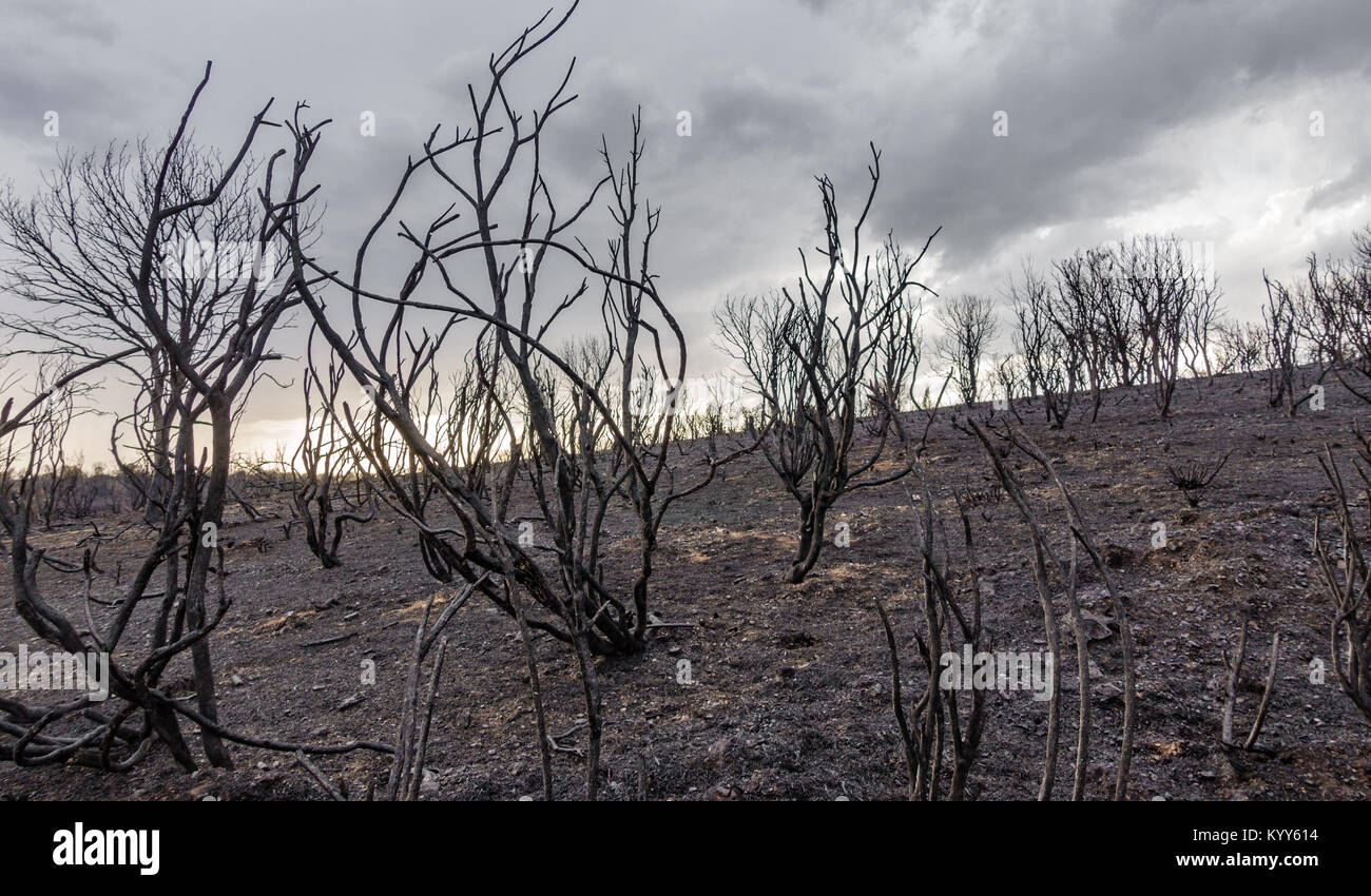 Devastated burnt forest Stock Photo Alamy