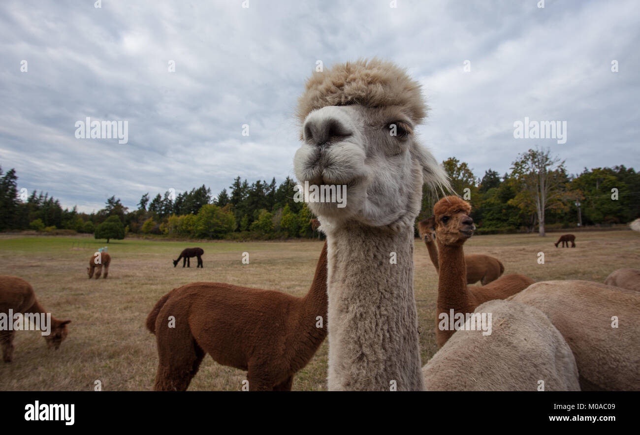 Pet Alpaca Stock Photo Alamy