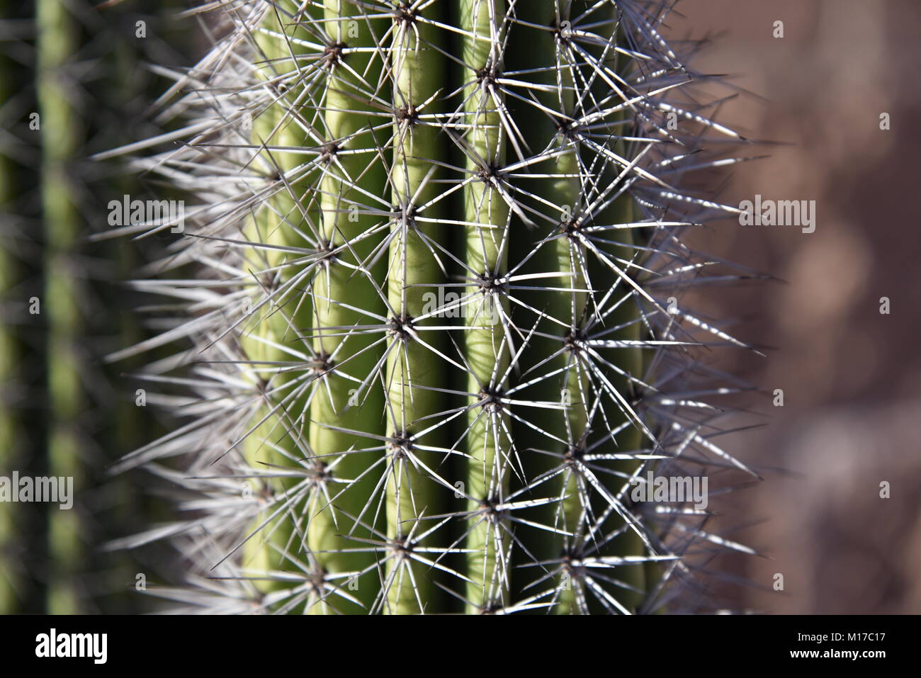 Sharp cactus needles Stock Photo Alamy