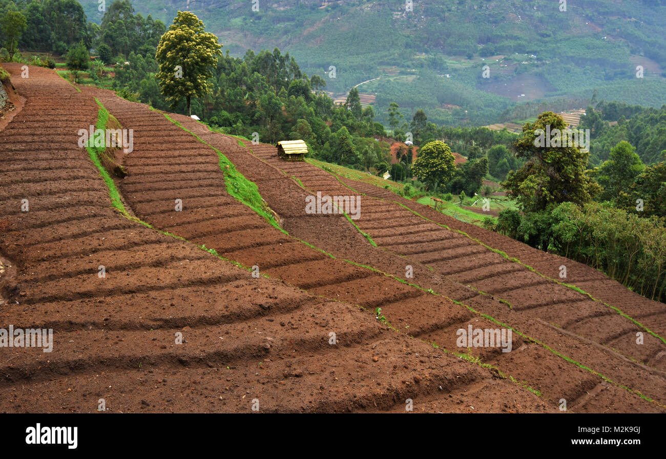 Kerala Soil Stock Photos & Kerala Soil Stock Images Alamy