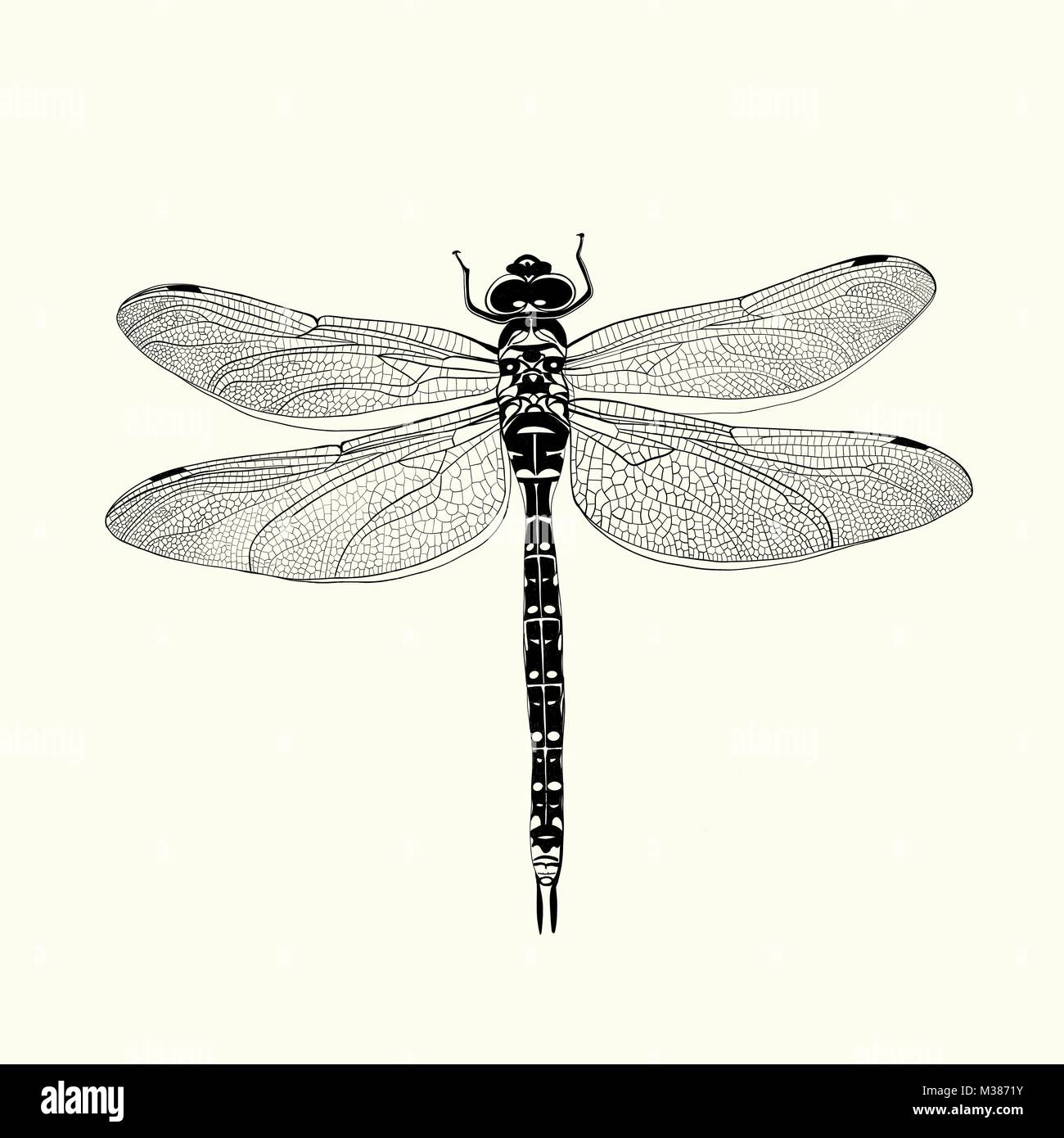 Black and white dragonfly hires stock photography and images Alamy