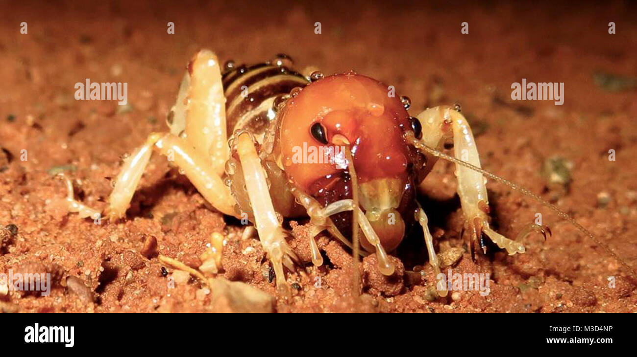 Jerusalem cricket hires stock photography and images Alamy