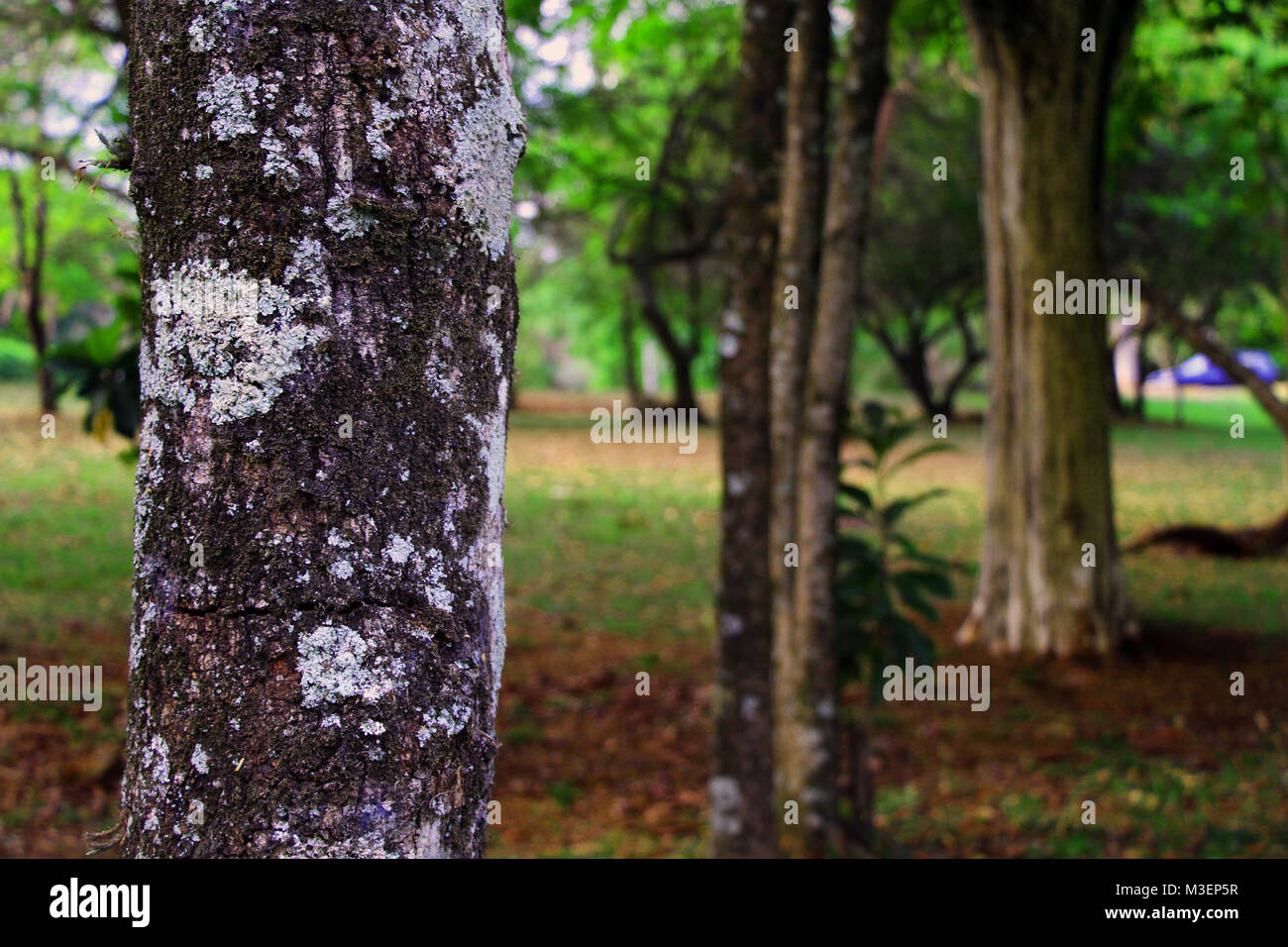 tree trunks aligned Stock Photo Alamy