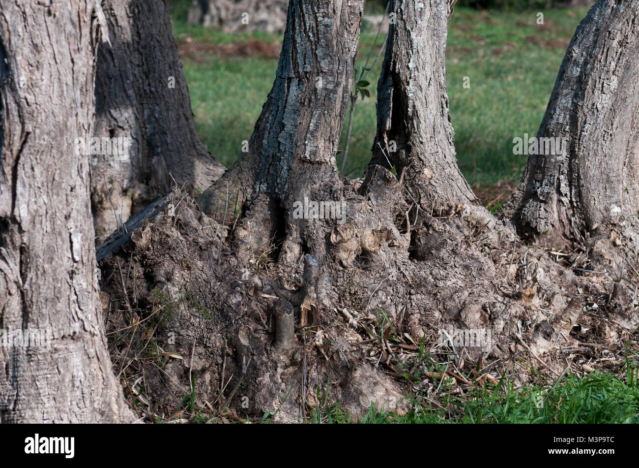 Fruit tree roots hires stock photography and images Alamy