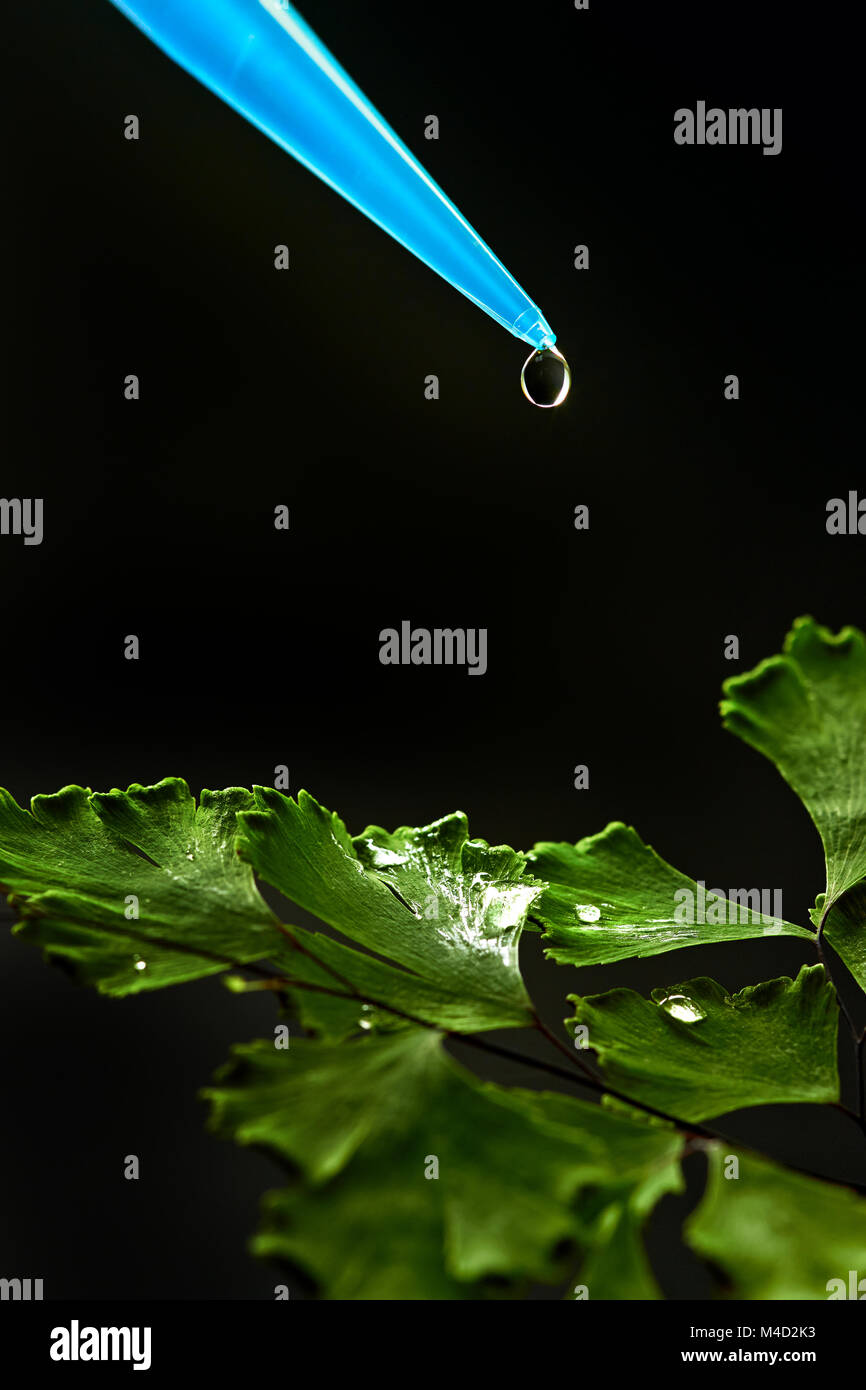 liquid drop on leaf Stock Photo Alamy