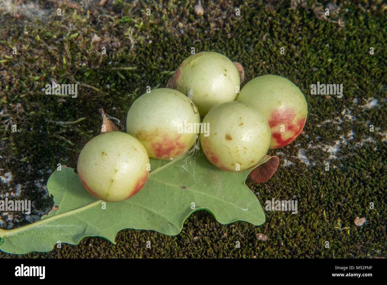 Oak apple hires stock photography and images Alamy