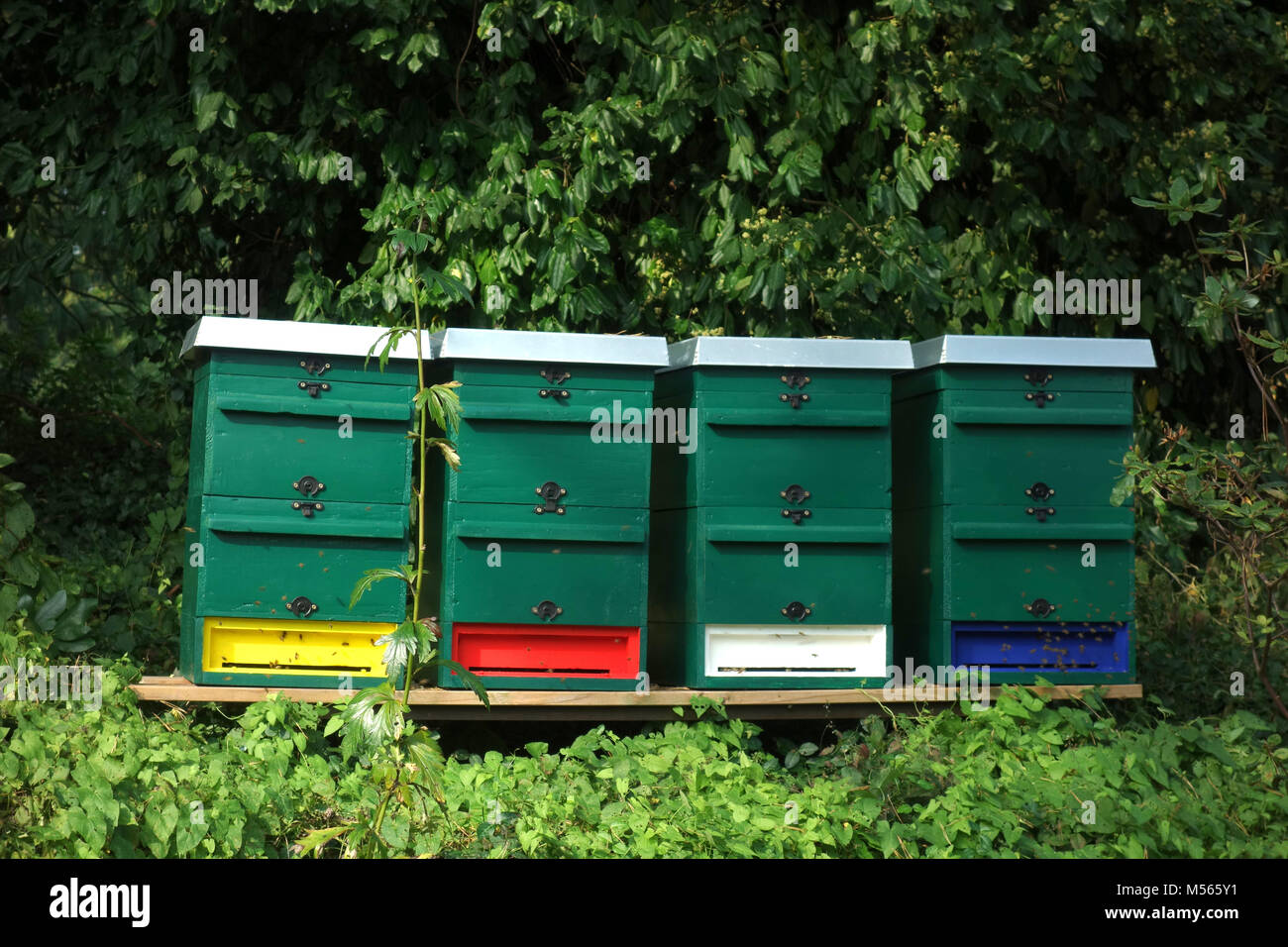 Bee Hives Solution Hires Stock Photography And Images Alamy