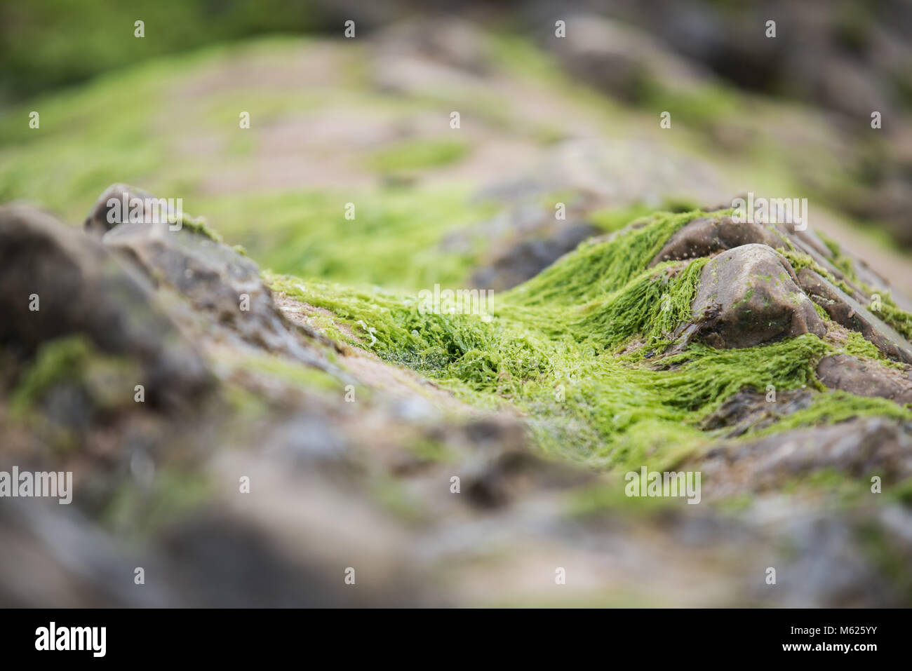 Seaweed farm japan hires stock photography and images Alamy