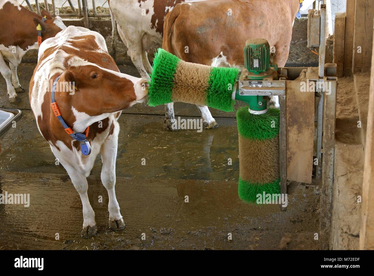 brush cattle 2 Stock Photo Alamy