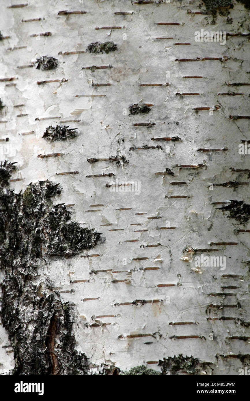 A White birch tree background Stock Photo Alamy