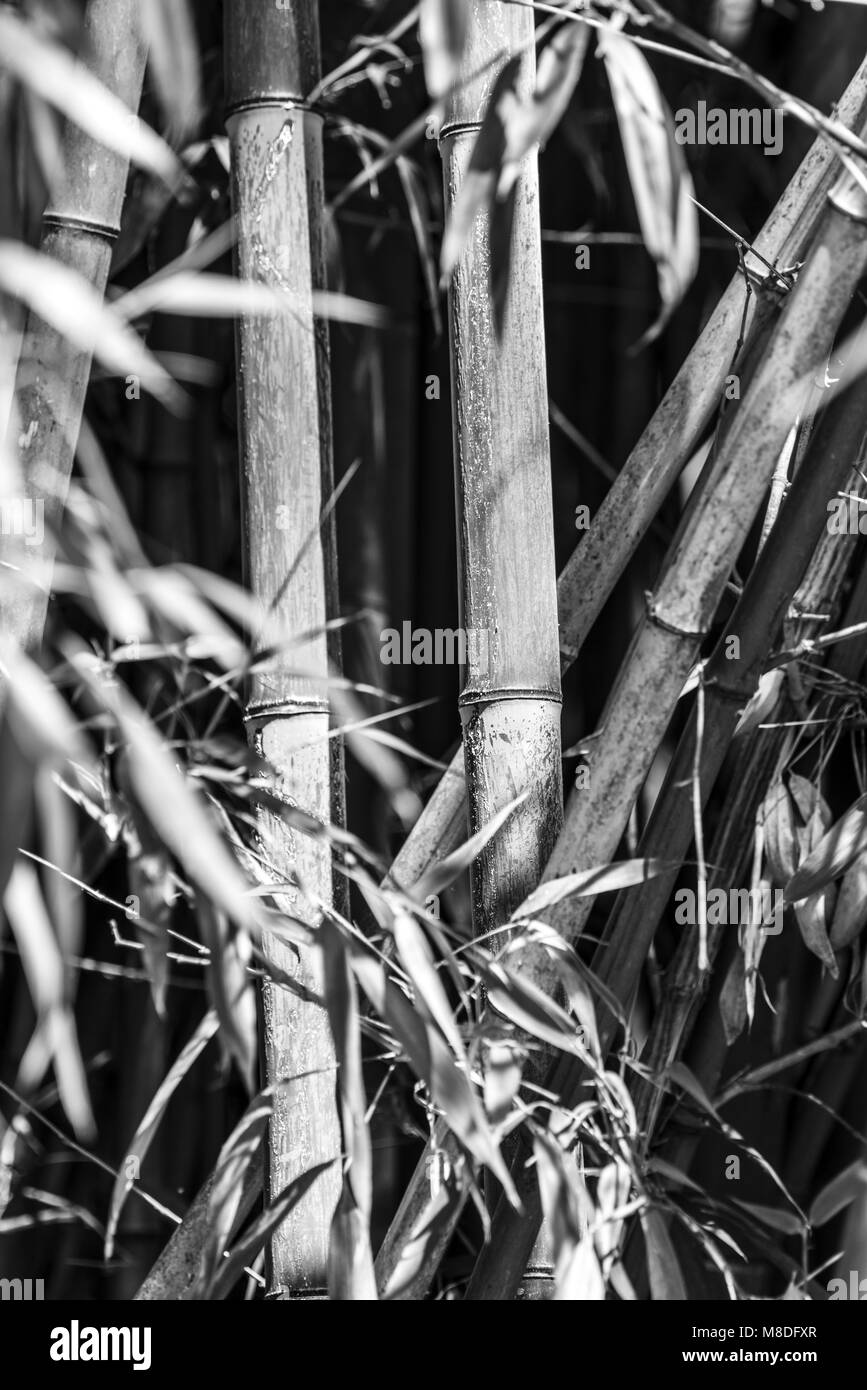 Bamboo sticks Black and White Stock Photos & Images Alamy