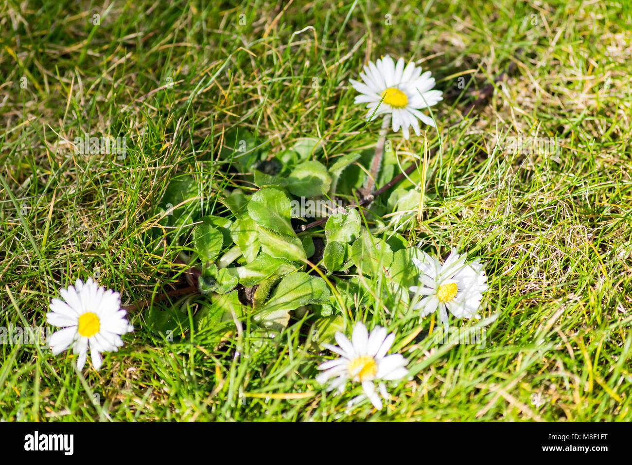 Common Daisy Leaves Stock Photos & Common Daisy Leaves Stock Images Alamy