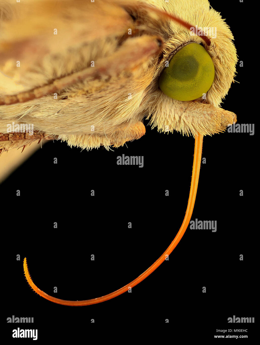 corn earworm, moth, face3 Stock Photo Alamy