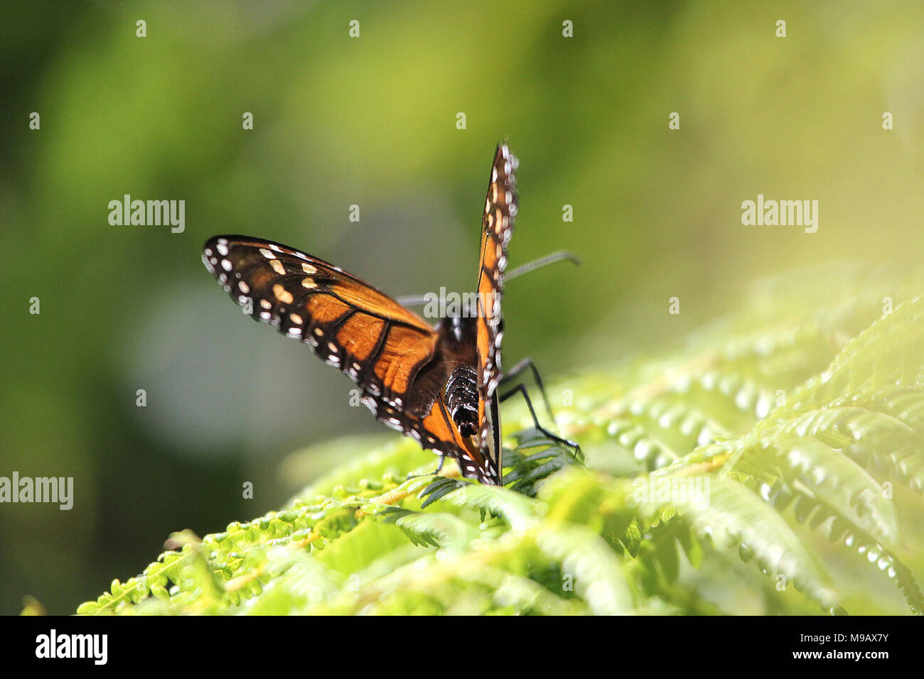 Nz butterfly hires stock photography and images Alamy