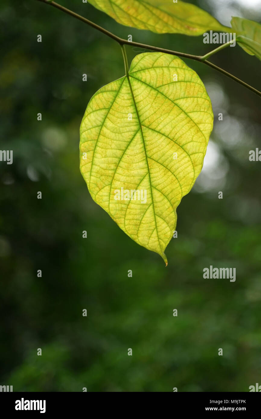 Translucent green leaf hires stock photography and images Alamy