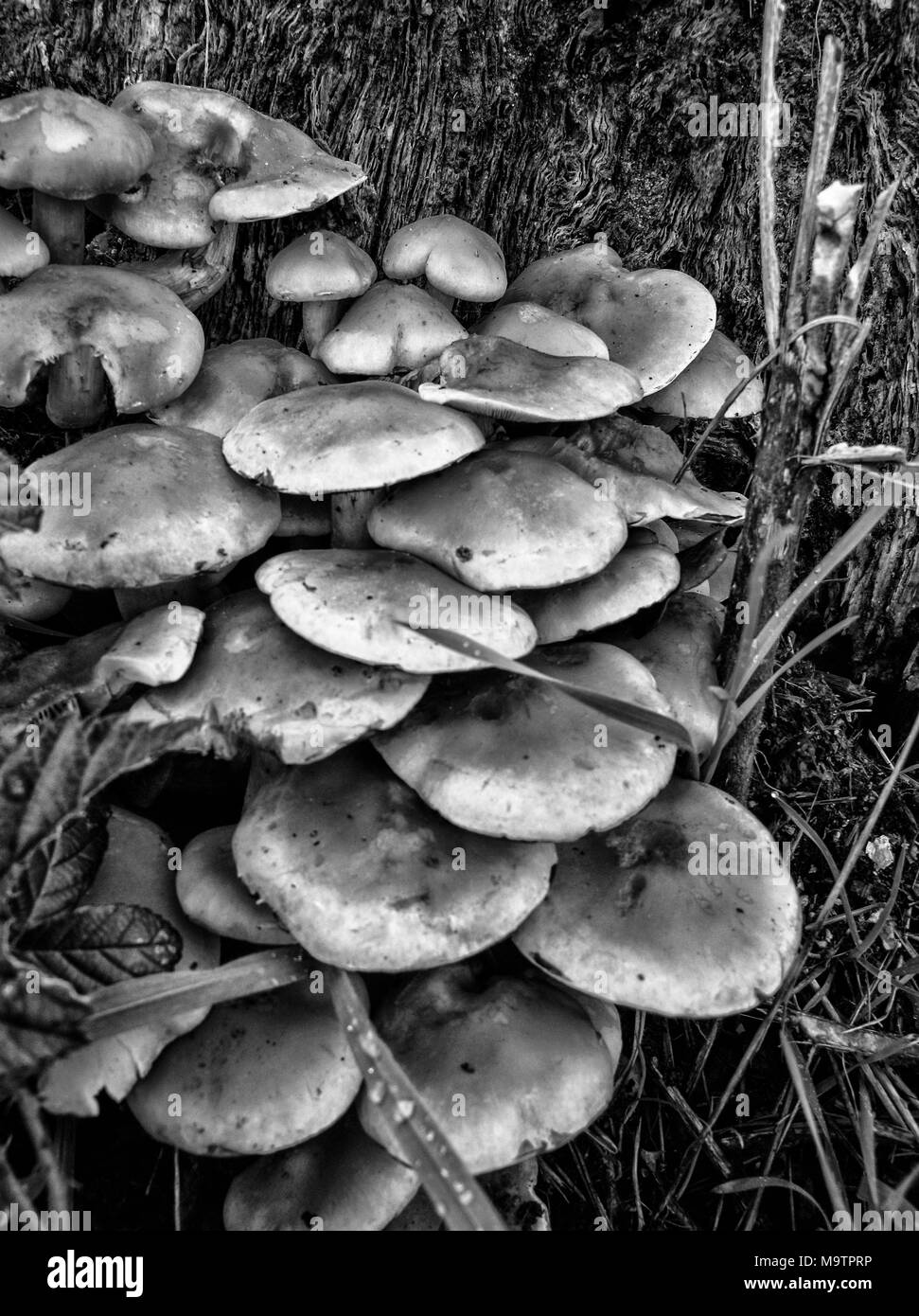 Fungi Black and White Stock Photos & Images Alamy