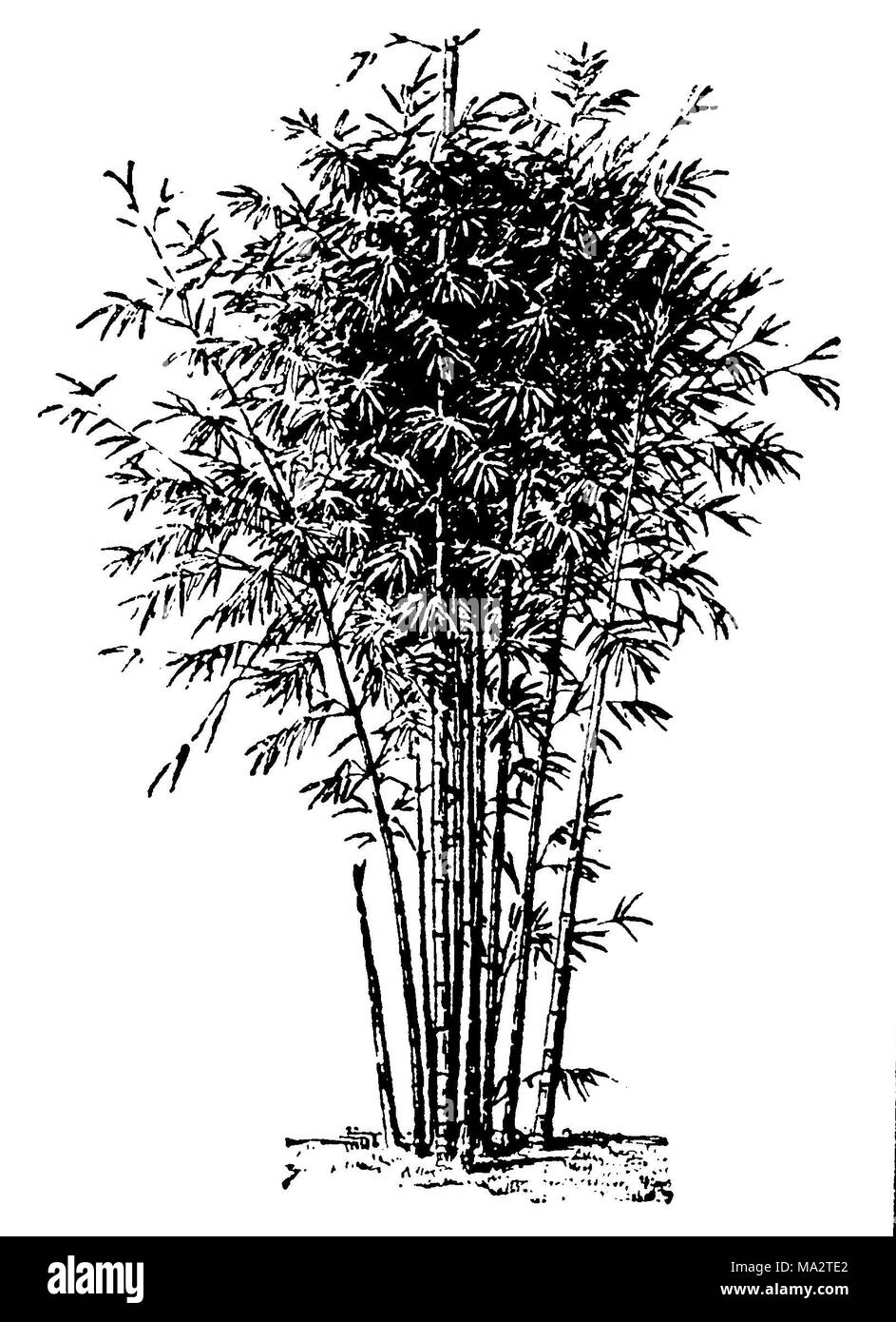 Bambou drawing hires stock photography and images Alamy