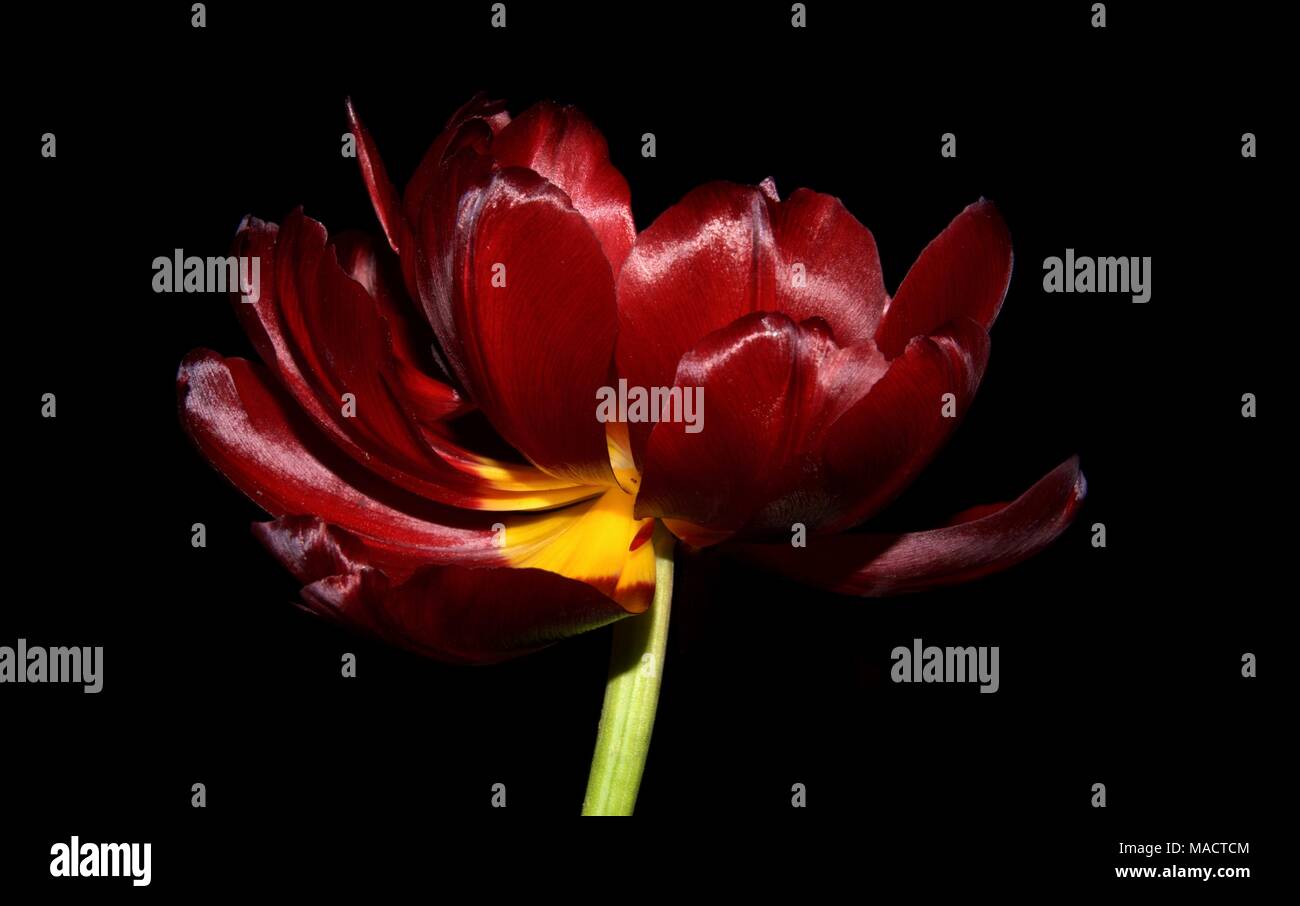 Red flowers with black centre hires stock photography and images Alamy
