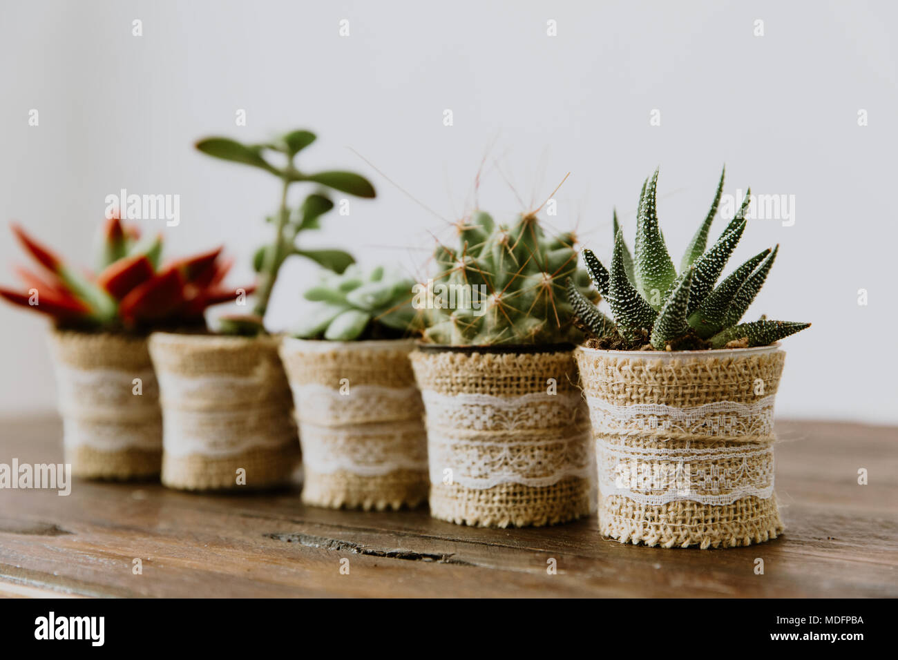 Five plants in a row Stock Photo Alamy
