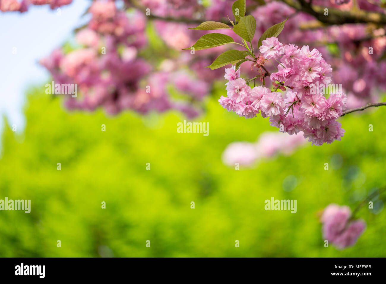Sakura tree cherry blossoms Stock Photo Alamy