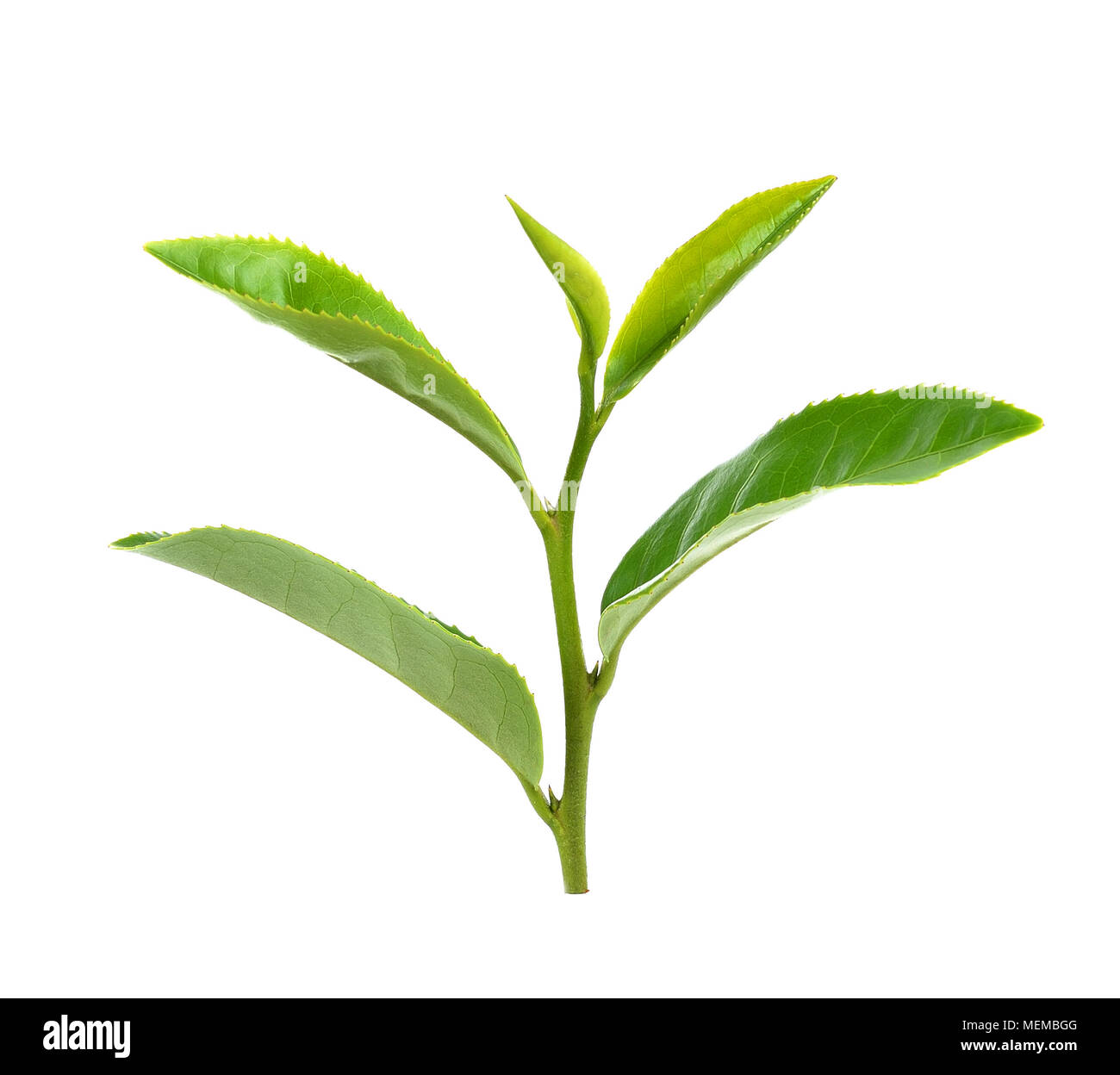 Green tea leaf Stock Photo Alamy