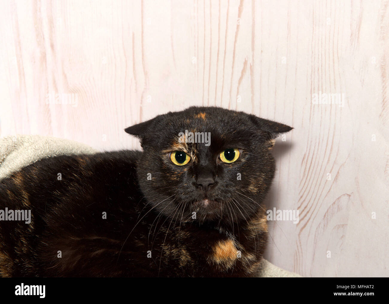 When Cat Get Scared