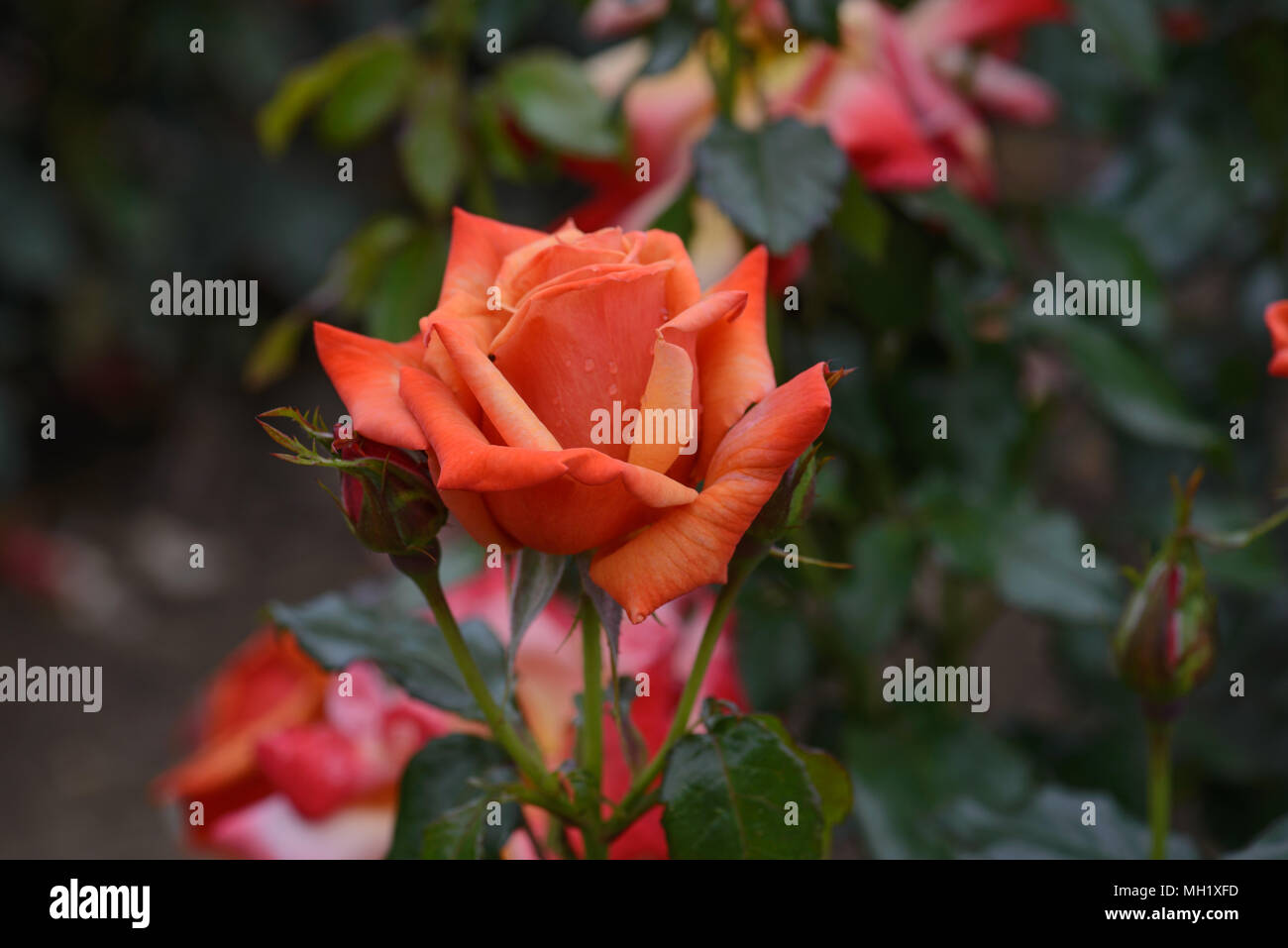 Rosa scent to remember hires stock photography and images Alamy