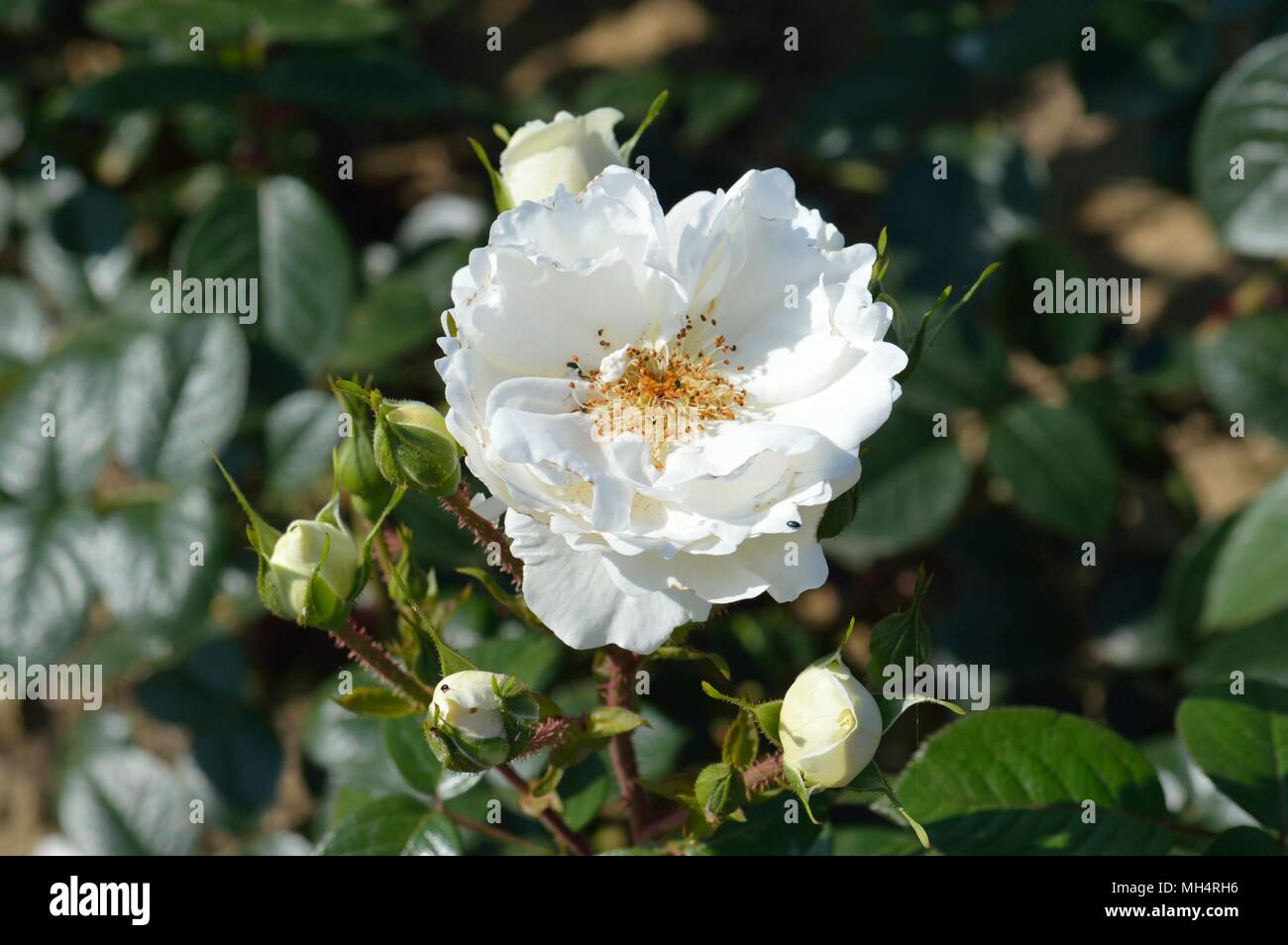 Rose White Cloud Stock Photo Alamy