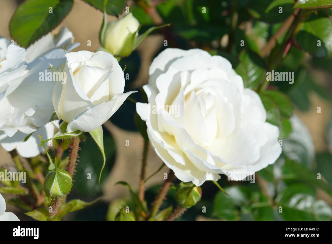 Rose White Cloud Stock Photo Alamy