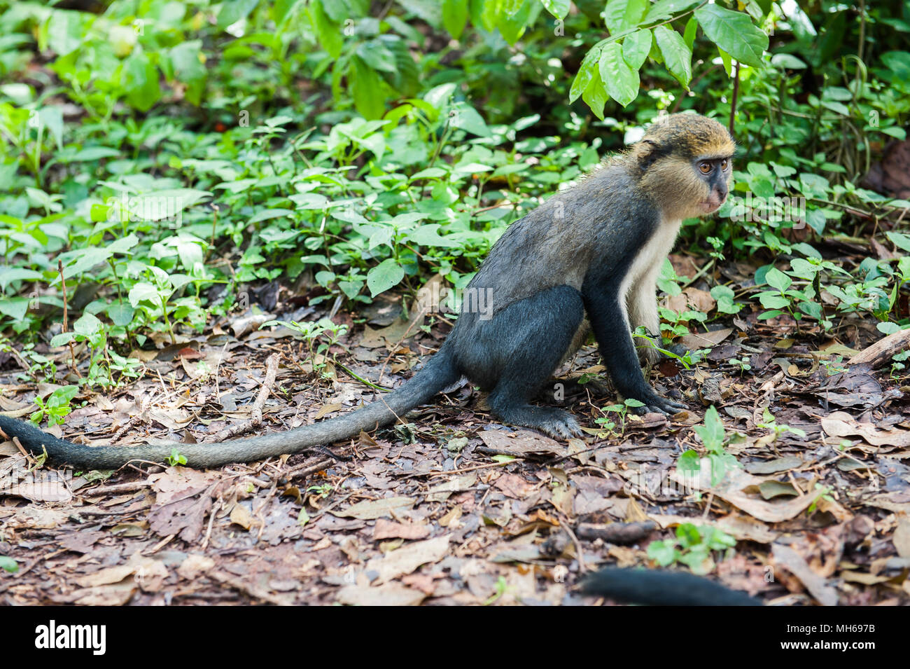Cercopithecus mona, Ghanaian monkey Stock Photo Alamy