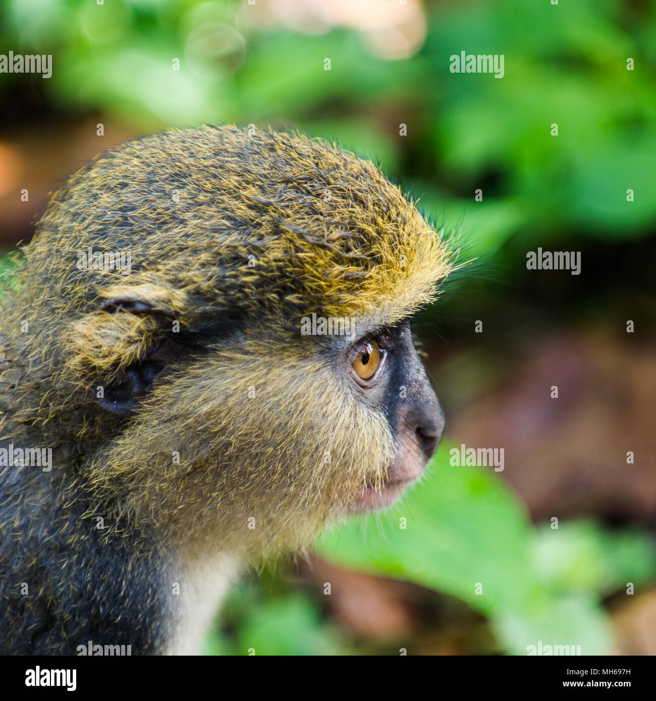 Cercopithecus mona, Ghanaian monkey Stock Photo Alamy