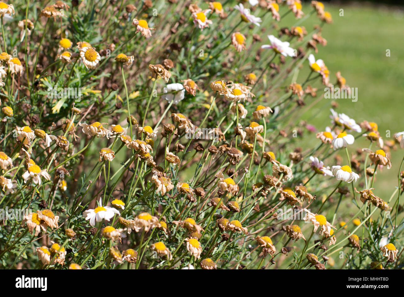Dead daisy hires stock photography and images Alamy