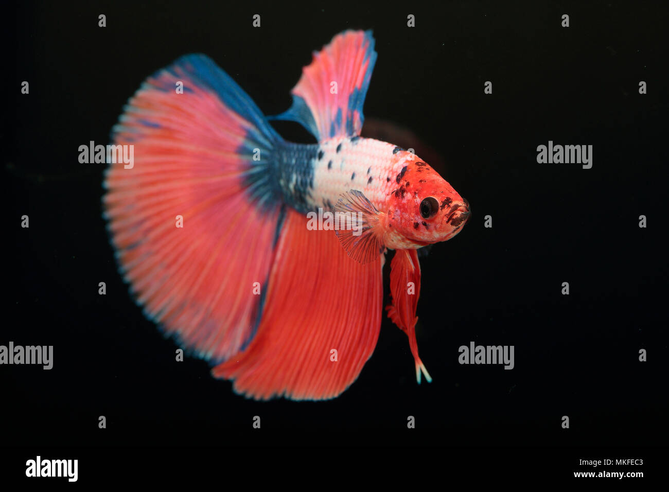 Betta 'Super Delta' Stock Photo Alamy