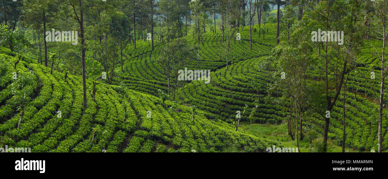 Ceylon tea plantations Stock Photo Alamy