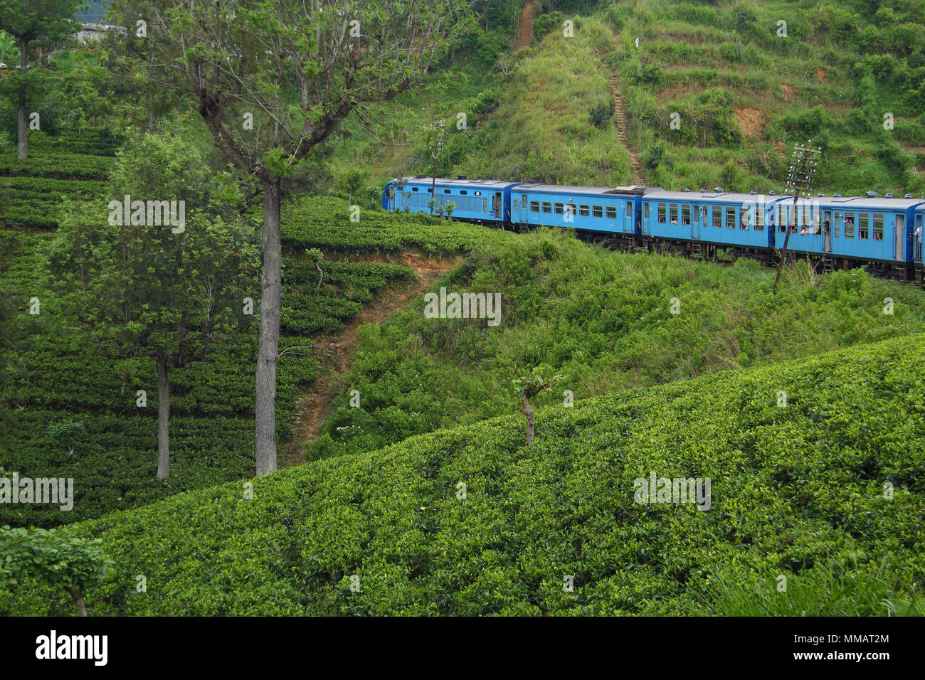 Ceylon tea plantations Stock Photo Alamy