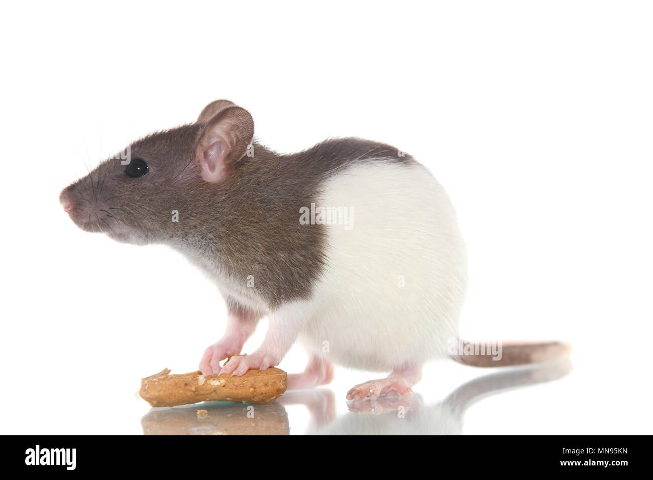 Fancy foods hires stock photography and images Alamy