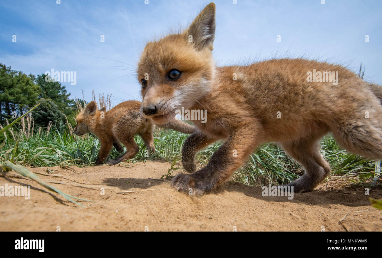 Foxes florida hires stock photography and images Alamy