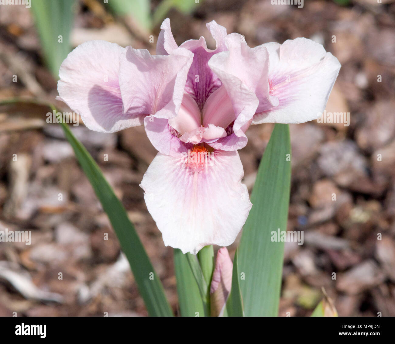 Iris Raspberry Blush Stock Photo Alamy
