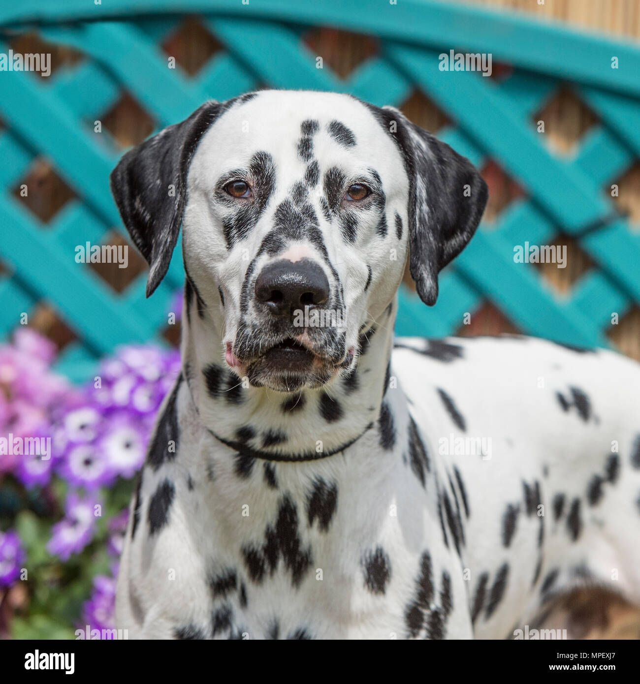 Can A Dalmatian Live In An Apartment