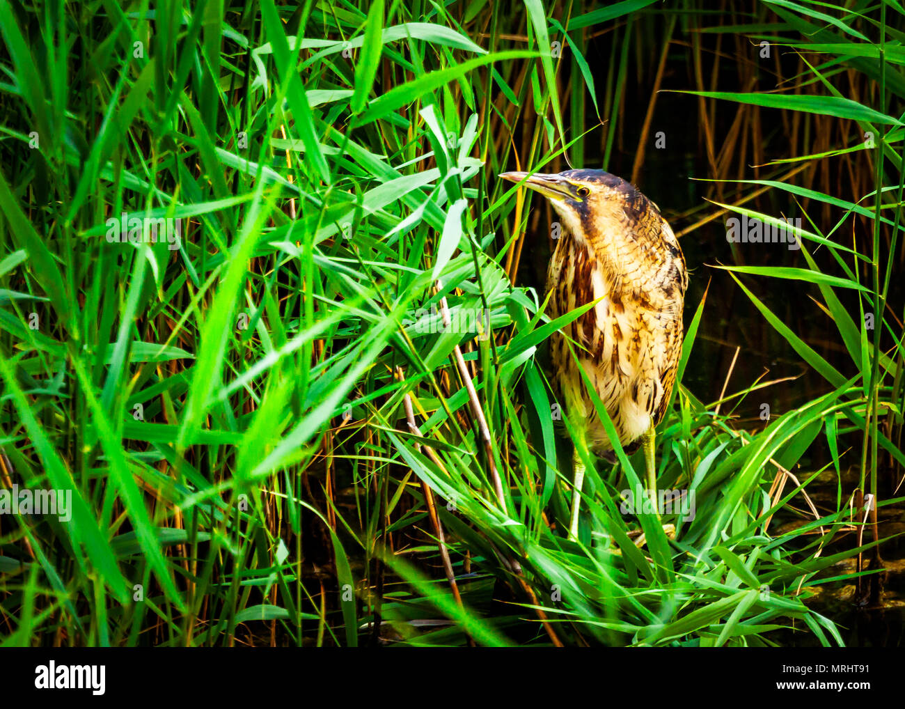 Bittern in a reed bed Stock Photo Alamy