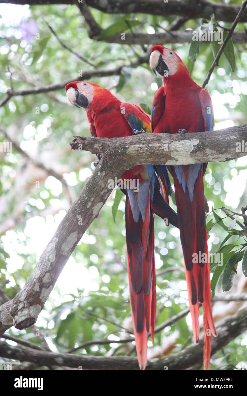 Parrots in a tree Stock Photo Alamy
