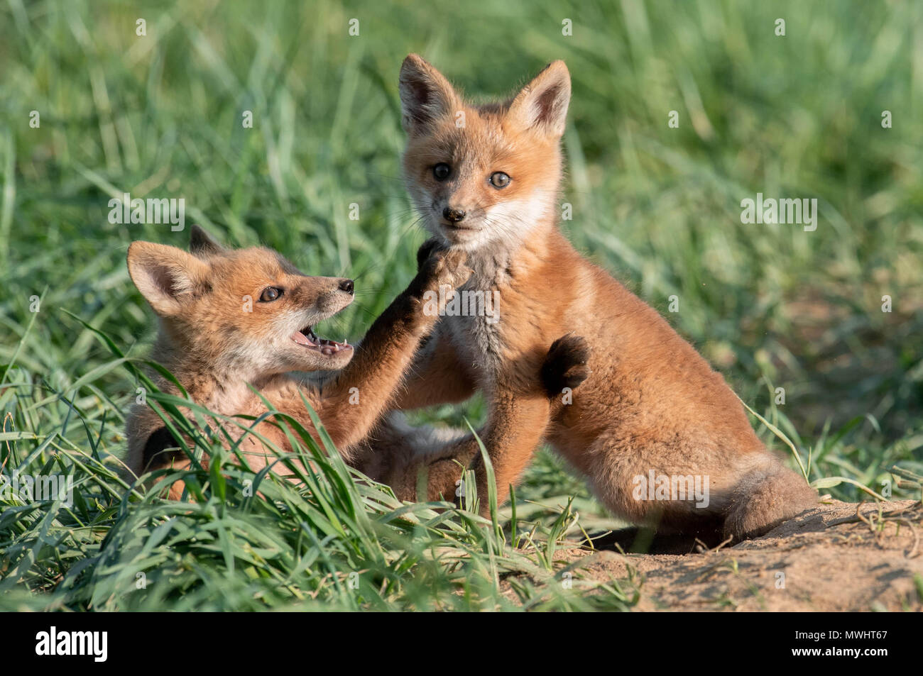 Foxes florida hires stock photography and images Alamy