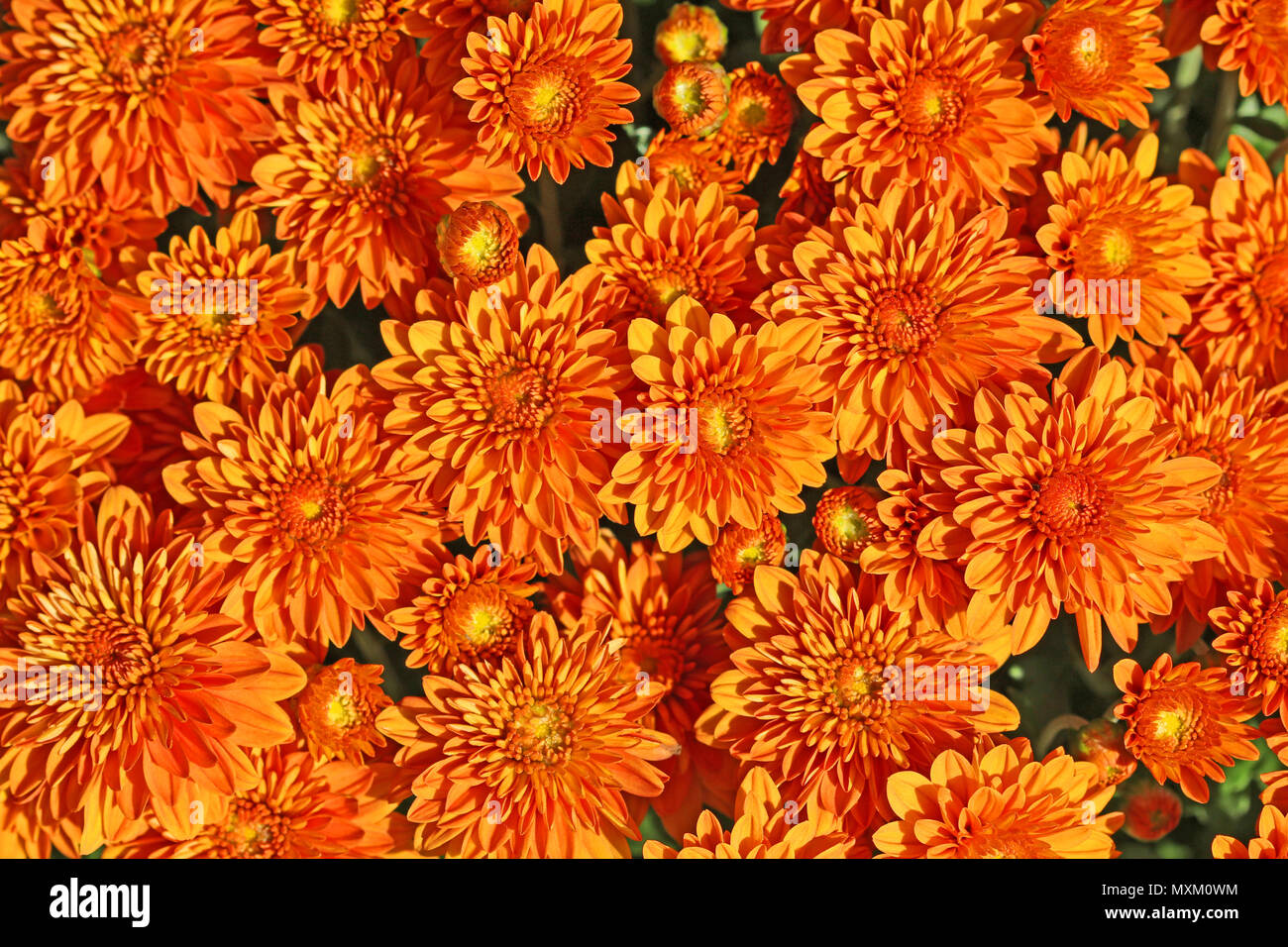 Orange Chrysanthemum Stock Photos & Orange Chrysanthemum Stock Images Alamy