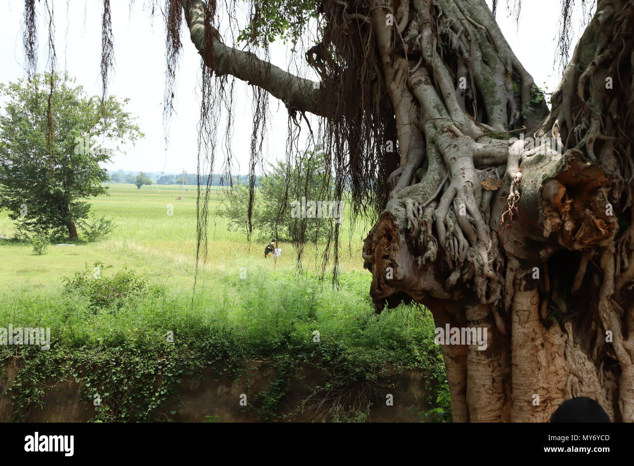 Vat vriksha banyan tree hires stock photography and images Alamy