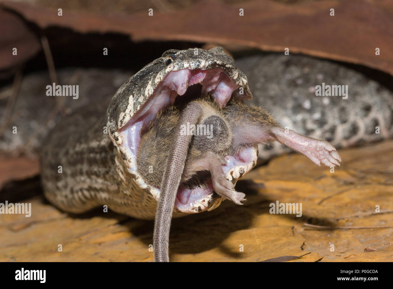 Death Adder feeding Stock Photo Alamy