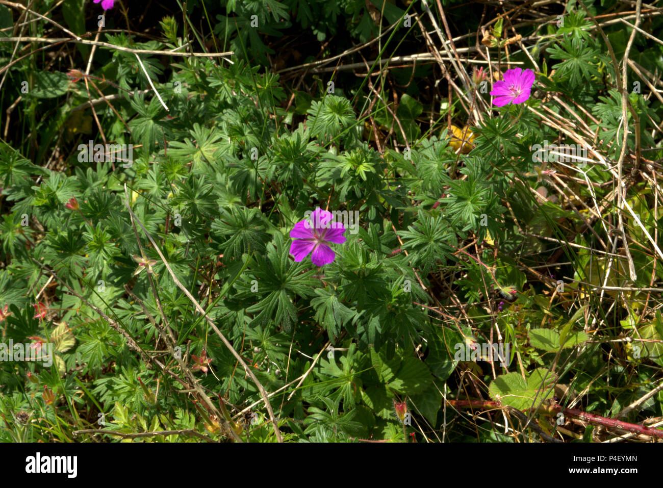 Flowering geranium Stock Photo Alamy